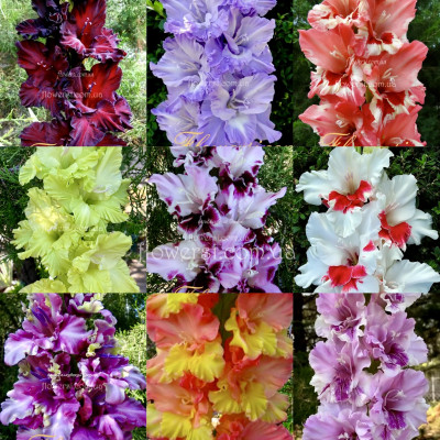 Набір Гладіолусiв  