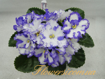 Фиалка ЛФ-Гжель 