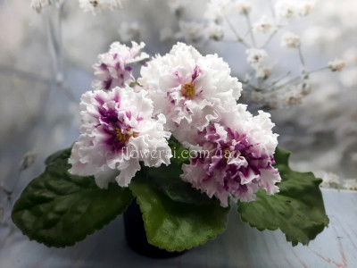 АВ-Ваша Светлость (Фиалковод)