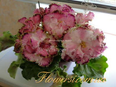 Фиалка ЛЕ-Эстер 