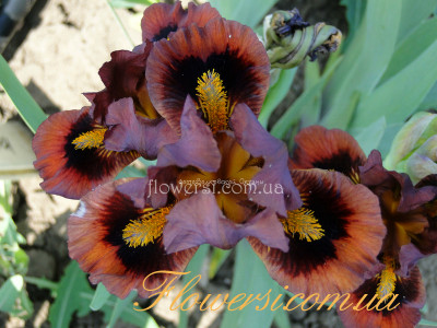 Ирис  Носферату (Nosferatu)