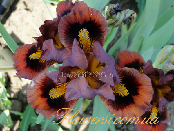 Ирис  Носферату (Nosferatu)