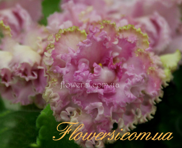  Фіалка ЛЕ-Уси-Пуси