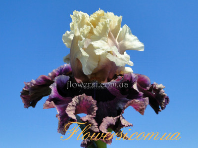  Ирис Холд Май Хенд (Hold My Hand) 