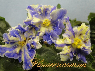 Фиалка РС-Жар-Птица