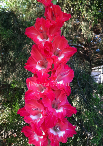 Гладiолус Обольстітельніца 