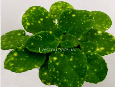 Фиалка ШН-Космическая Фея