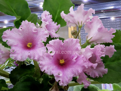 Фіалка НК-Фанфан-Тюльпан