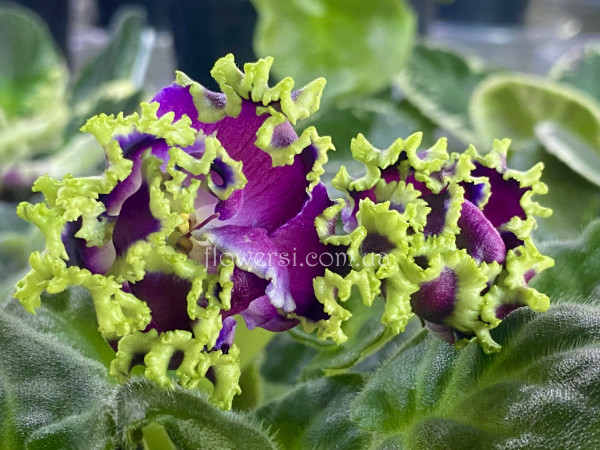 Фіалка Ф-Бусины Пандоры