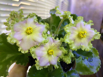 Фіалка  ЕК-Нарциссовый Блюз 