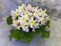 Фіалка ЕК-Нарциссовый Блюз Фіалка ЕК-Нарциссовый Блюз