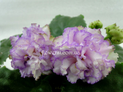 Фиалка АВ-Купчиха