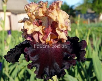  Ирис Лате (Latte)