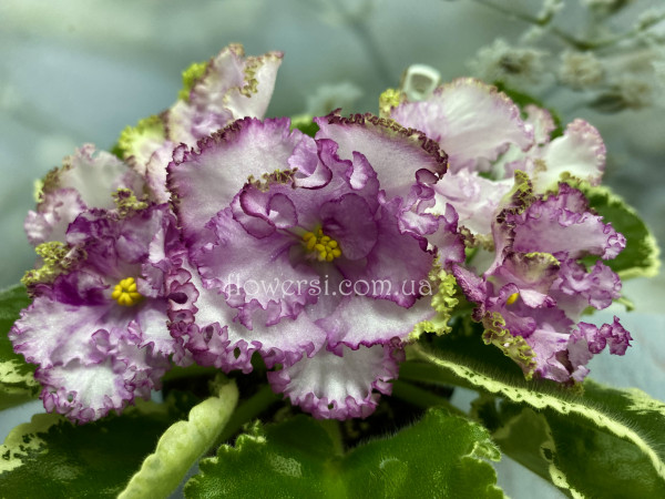 Фиалка ЛФ-Лунная Фея 