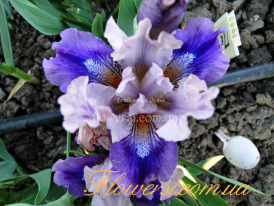 Ирис Пауз (Pause)