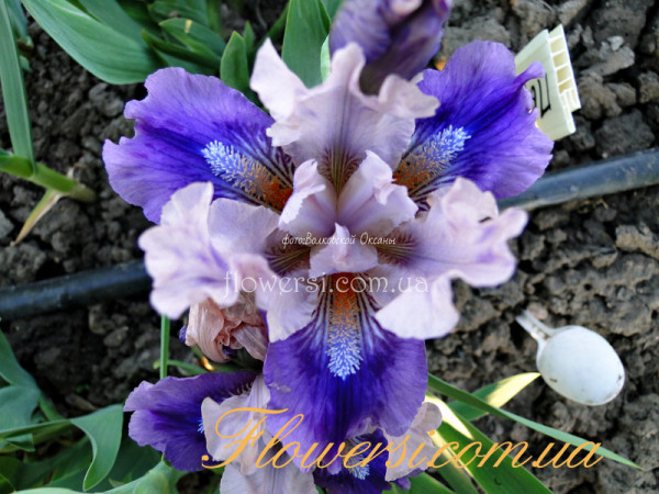 Ирис Пауз (Pause)