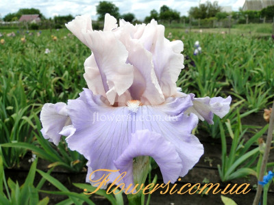 Ирис Ай Хоуп Е Дансе (I Hope Your Dancer)