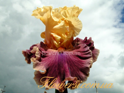  Ирис Тефите Тентрем (TaffetaTantrum) 