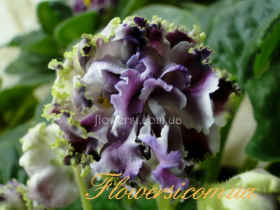 Фиалка РС-Герцогиня Люкс  