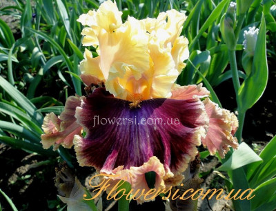 Ирис Декаденс (Decadence)  