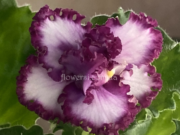 Фиалка  АВ-Каймановы Острова