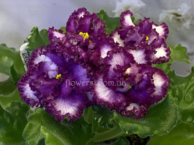 Фіалка  АВ-Каймановы Острова