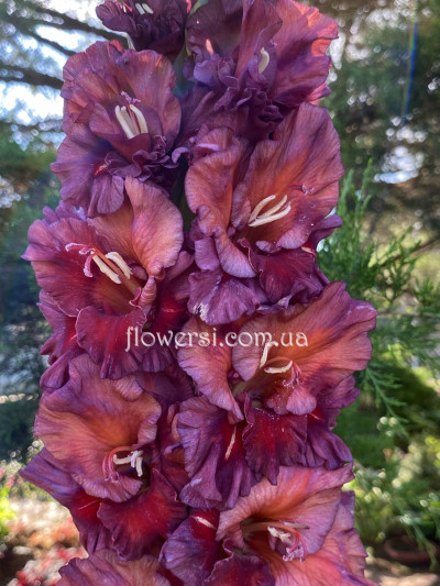Гладіолус Шоколадние Узори