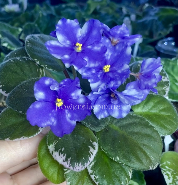 Фіалка Hunter’s Andromeda (K.Muzalewski)