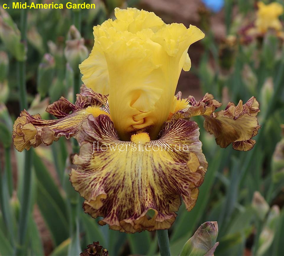 Ірис That's Entertainment ( Зэтс Интэртейнмент) Johnson 2019