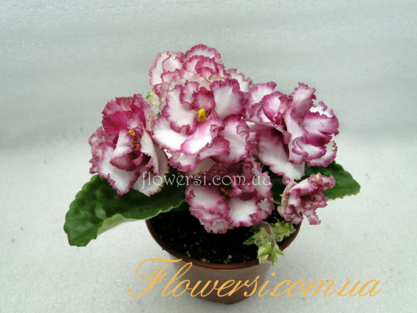 Фиалка АВ-Поцелуй