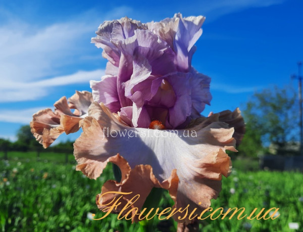 Ирис Кис зе Принцес  (Kiss the Princess) 