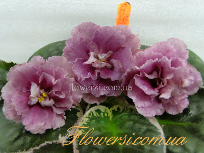 Фиалка ЛФ-Фруктовый Салат