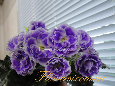 Фиалка  НК-Лілон-Ліла 