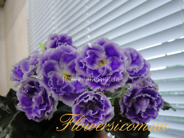 Фиалка  НК-Лілон-Ліла 