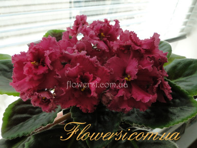 Фиалка АВ-Поцелуй (спорт)