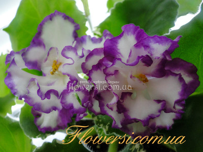 Фиалка НК-Привид Опери