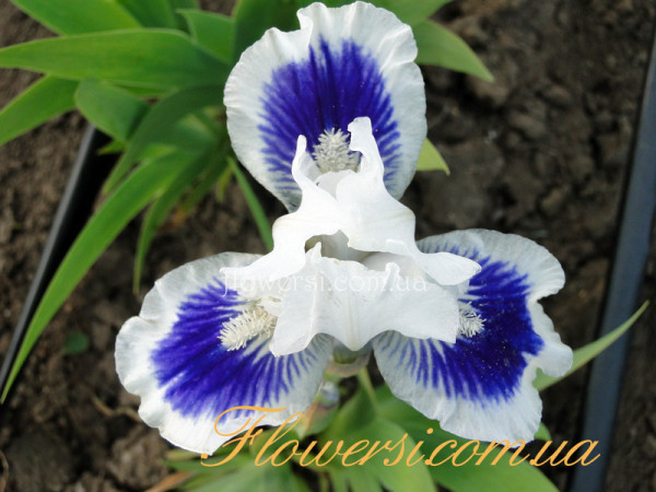 Ирис Опен Ё Айес (Open Your Eyes)