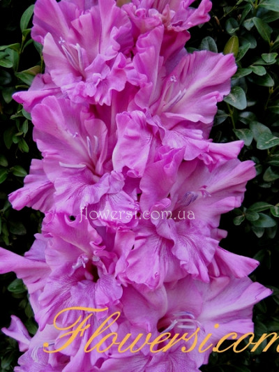 Гладiолус Шолковий Бант 