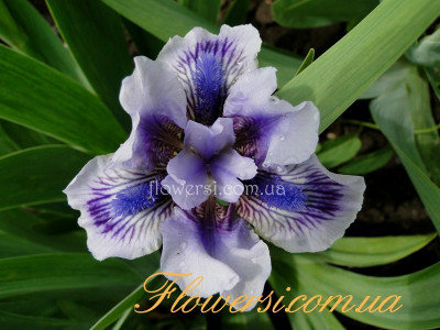 Ирис Авейк (Awake)