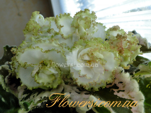 Фиалка ЯН-Каприз (Пуминова)