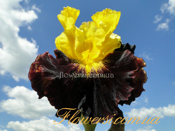 Ирис  Иксплисит (Explicit)  