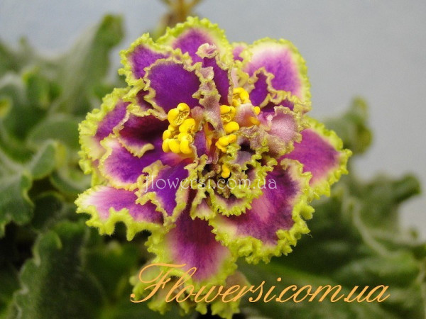 Фиалка Silver Romance  