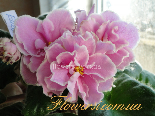 Фиалка ЕК-Любаша