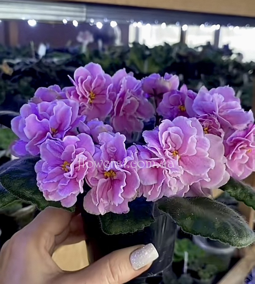 Фиалка ЕК-Любаша