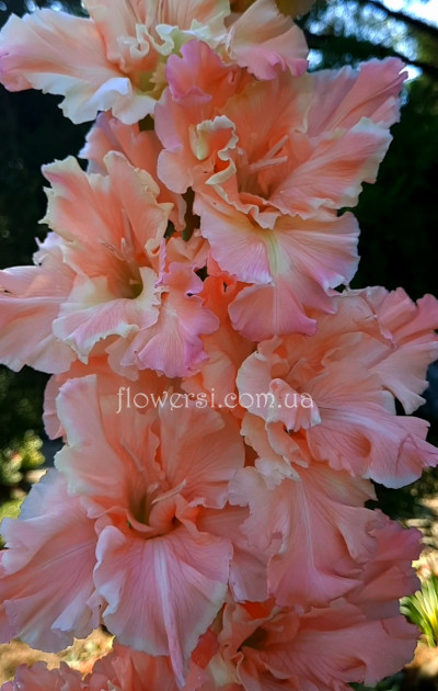 Гладiолус Маркiза Ангелов 