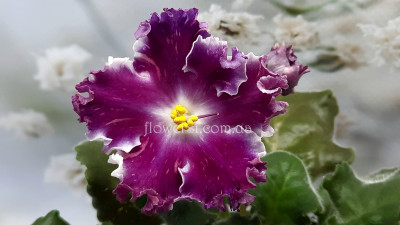 Фиалка АВ-Красный Бриллиант