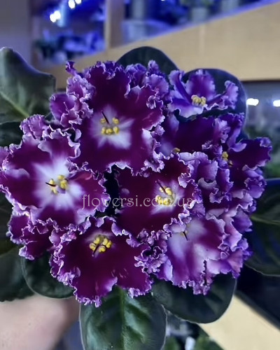 Фиалка АВ-Красный Бриллиант