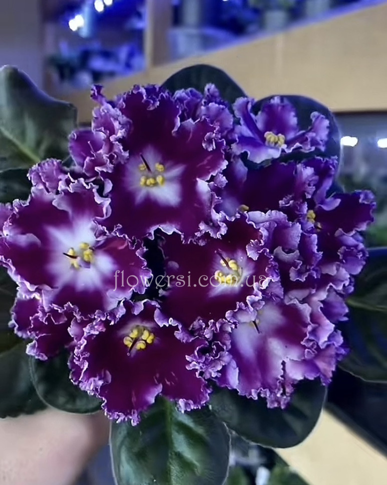 Фиалка АВ-Красный Бриллиант