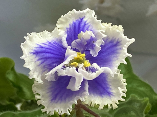 Фиалка ЛЕ-Леша