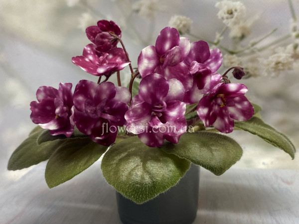 Фіалка Hunter's Fire and Ice 